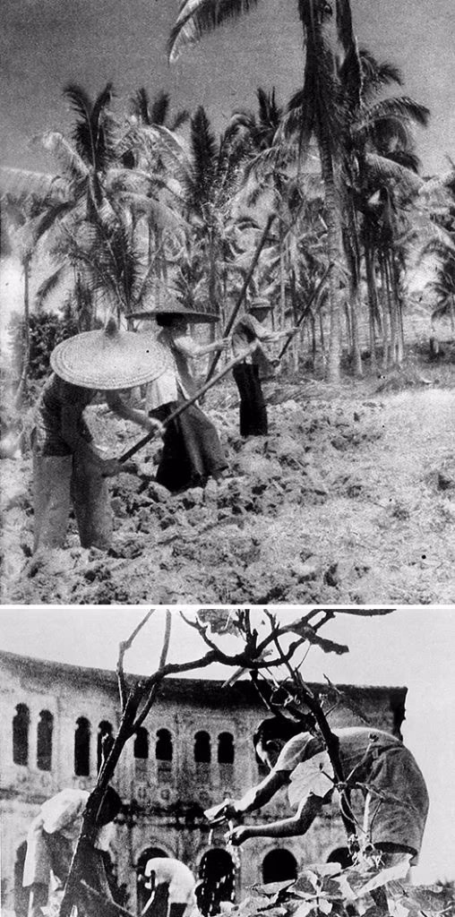 Vegetable cultivation and food self-sufficiency during the Japanese Occupation